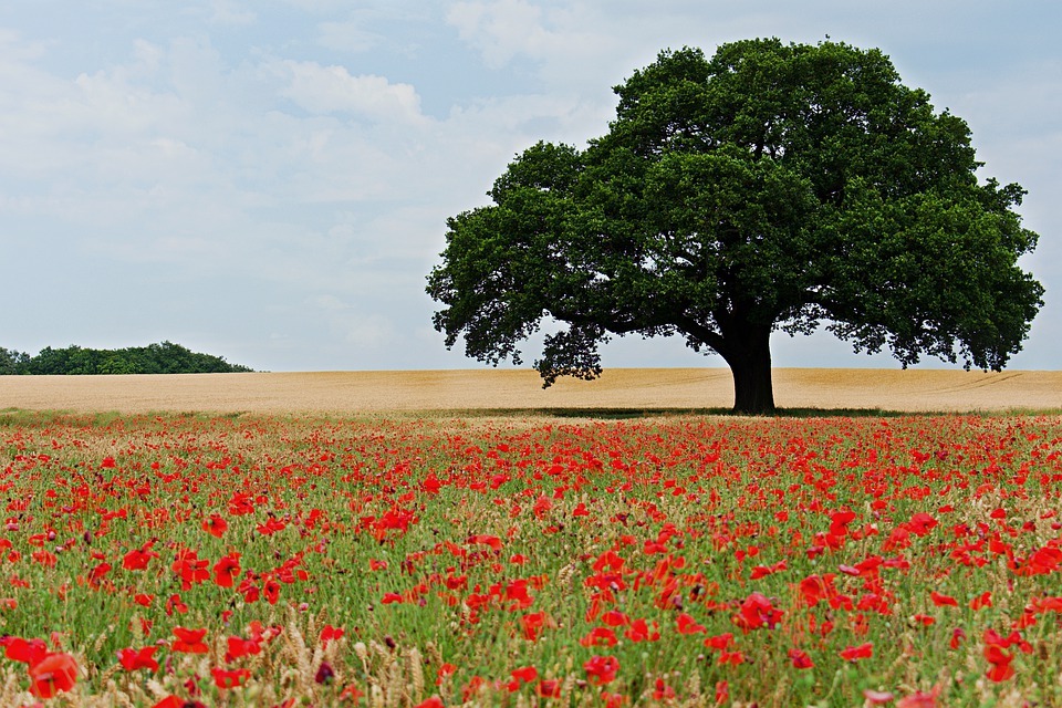 красный деревья поле. пейзаж с деревьями. красивое красное дерево. пейзаж с деревьями. осеннее дерево.